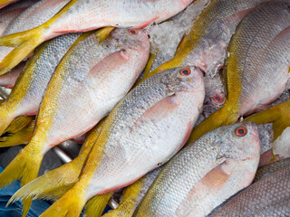 Fresh fish on ice for sale at seafood market. frozen fish in grocery store.