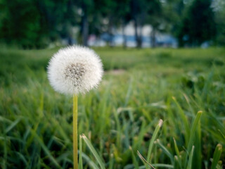 A single white dandelion is on a green summer meadow in a cloudy day, blurred background