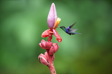 Crowned woodnymph is flying feeding nectar from red wild banana flower