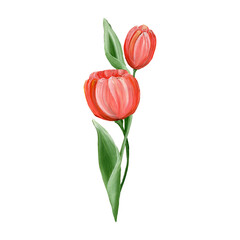 Bright tulip flower with green leaves isolated on white background. Floral elements. Watercolor illustration