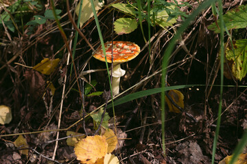 Forest mushrooms toadstools and toadstools. Poisonous mushroom. Forest mushrooms toadstools and toadstools. Poisonous mushroom. Autumn harvest. Autumn harvest.