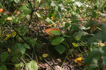 Forest mushrooms toadstools and toadstools. Poisonous mushroom. Forest mushrooms toadstools and toadstools. Poisonous mushroom. Autumn harvest. Autumn harvest.