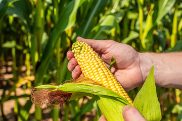male strong hands cleaning an ear of yellow corn on the background of a field. environmentally friendly food. agriculture and agronomy. Farmer agronomist holding corn ear on the cob. Ripe maize