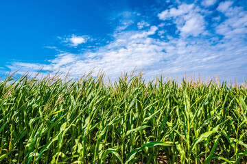 Green Maize Corn Field Plantation In Summer Agricultural Season. Skyline Horizon, Blue Sky Background. Eco-friendly food