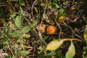 Forest mushrooms toadstools and toadstools. Poisonous mushroom. Forest mushrooms toadstools and toadstools. Poisonous mushroom. Autumn harvest. Autumn harvest.