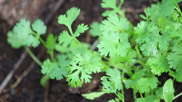
Green cilantro 