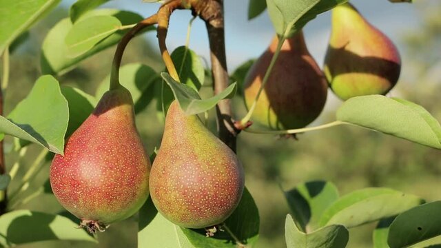 Pear fruit on a branch. Pear fruit hanging from the branches of a pear tree