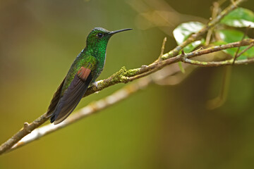 Fototapeta na wymiar Stripe-tailed hummingbird is perching on branch