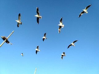 birds in flight