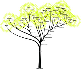 The evolutionary tree of life showing diversification, branching and key characteristics of each branch.