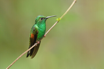 Stripe-tailed hummingbird is perching on branch