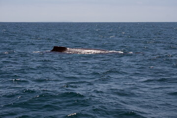 Dorsal fin of a humpback whale in Machalilla National Park, off the coast of Puerto Lopez, Ecuador