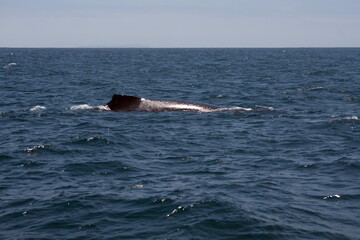 Dorsal fin of a humpback whale in Machalilla National Park, off the coast of Puerto Lopez, Ecuador