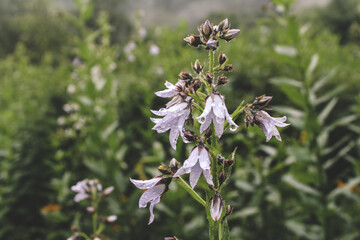 Mountain bells covered with water droplets after heavy rain
