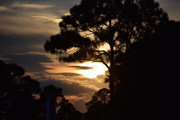 silhouette of a tree