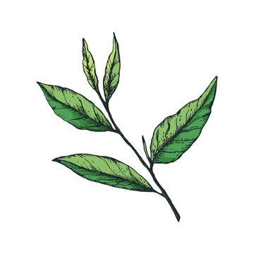 Vector illustration with a branch and 5 green tea leaves in a freehand drawing style incolor. For logo, icon or packaging design
