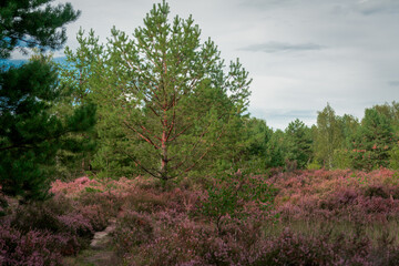 Scenic panorama of a german heather landscape in autumn with purple flowering erica plants