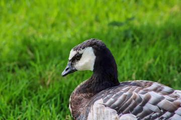 Adult male Bufflehead bird resting