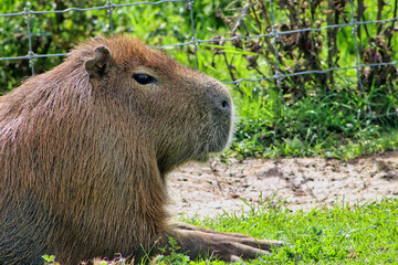 Coypu at a zoo