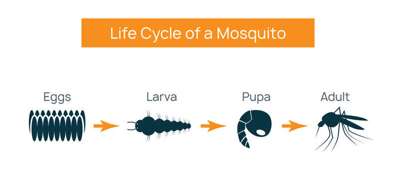 Mosquito Life Cycle Insect. Water Breeding Egg Vector Larva Aedes