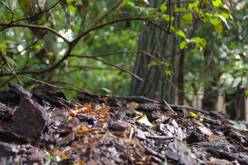 Tree bark on the wet forest undergrowth