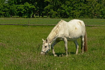 Obraz premium White horse grazing in the flemish countryside