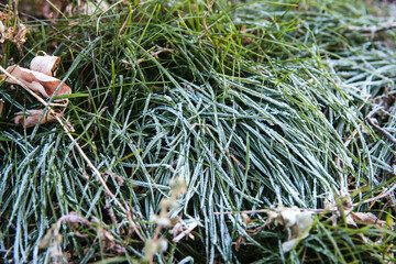 Frozen green grass covered by hoarfrost on autumn park. Early frosts concept.
