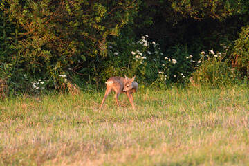 Doe deer walks across the meadow on the pasture