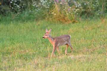 Doe deer walks across the meadow on the pasture