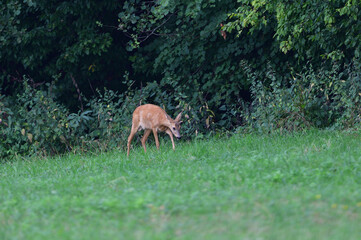 Doe deer come out on a pasture in a mown field of grain