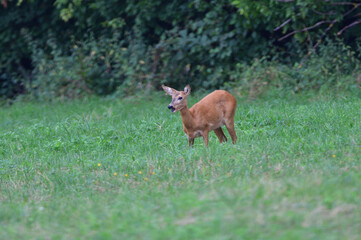 Fototapeta premium Doe deer walks across the meadow on the pasture
