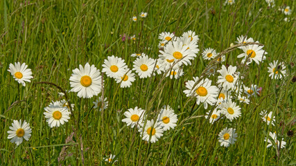 Daisy flowers with white petals and a yellow hart in a sunny green grass field, 