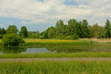 Fototapeta premium Meadow with wildflowers and green trees reflecting in the water of a pool in the Flemish countryside 