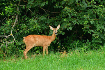 Doe deer walks across the meadow on the pasture