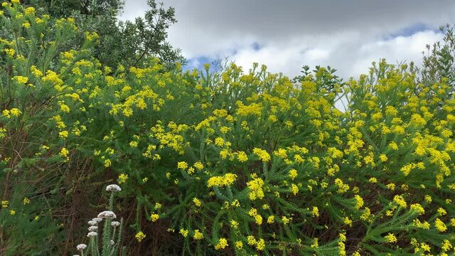 Bushy  plant Euryops Annae Ray and disc florets yellow flowers with truncate or obtuse  style branches being blown by the wind