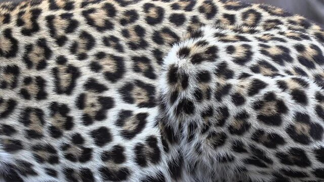Close-up of a leopard's coat with motion as it breaths showing the detail of the spotted rosettes pattern of the fur.
