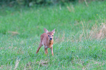 Doe deer walks across the meadow on the pasture