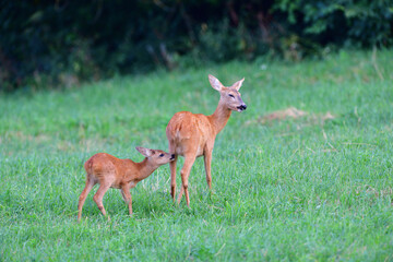 Naklejka na ściany i meble Mom doe with two young fawn grazes on the grass at sunset