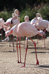 Pink flamingos in national park