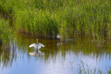 White heron on the lake
