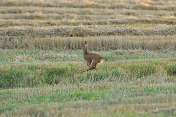 Doe deer come out on a pasture in a mown field of grain