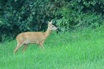 Doe deer walks across the meadow on the pasture