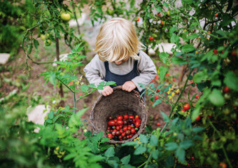 Small boy collecting cherry tomatoes outdoors in garden, sustainable lifestyle concept.