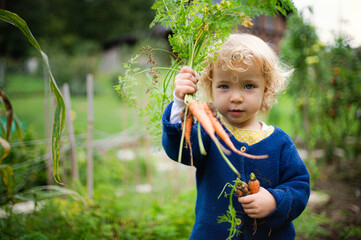 Small girl holding baby carrot outdoors in garden, sustainable lifestyle concept.