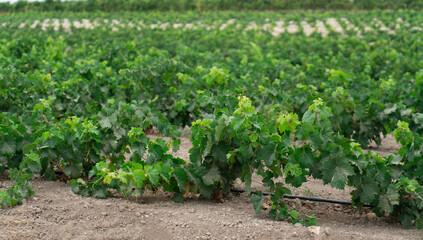 Fototapeta na wymiar Vineyard with growing white wine grapes in Sardinia, Italy, malvasia