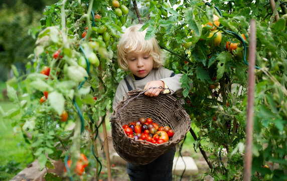 Small boy collecting cherry tomatoes outdoors in garden, sustainable lifestyle concept.