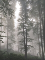Fototapeta na wymiar Foggy forest full of mysteries