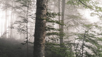 Foggy forest full of mysteries
