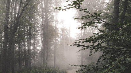 Foggy forest full of mysteries