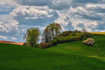 Cultivated fields, lone oak grows on the right, growing grain in the background, Poland, Surroundings of Pasłek, Pomeranian Voivodeship